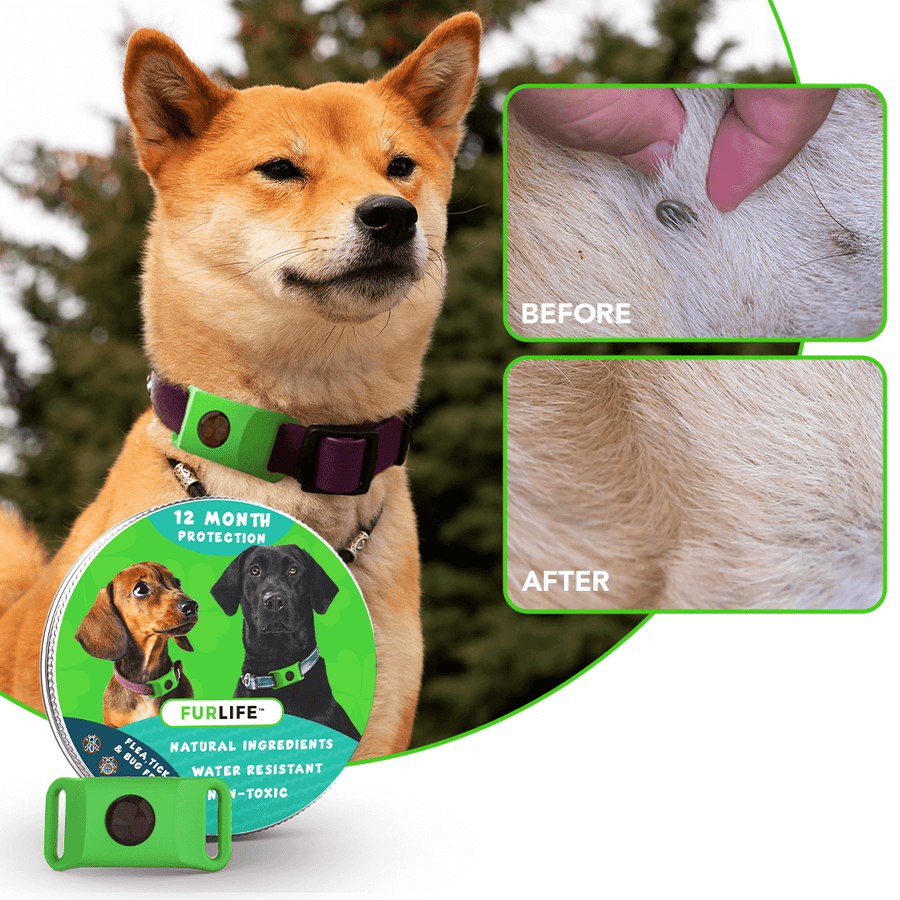 FurLife 12-Month All-Natural Flea & Tick Tag for Dogs