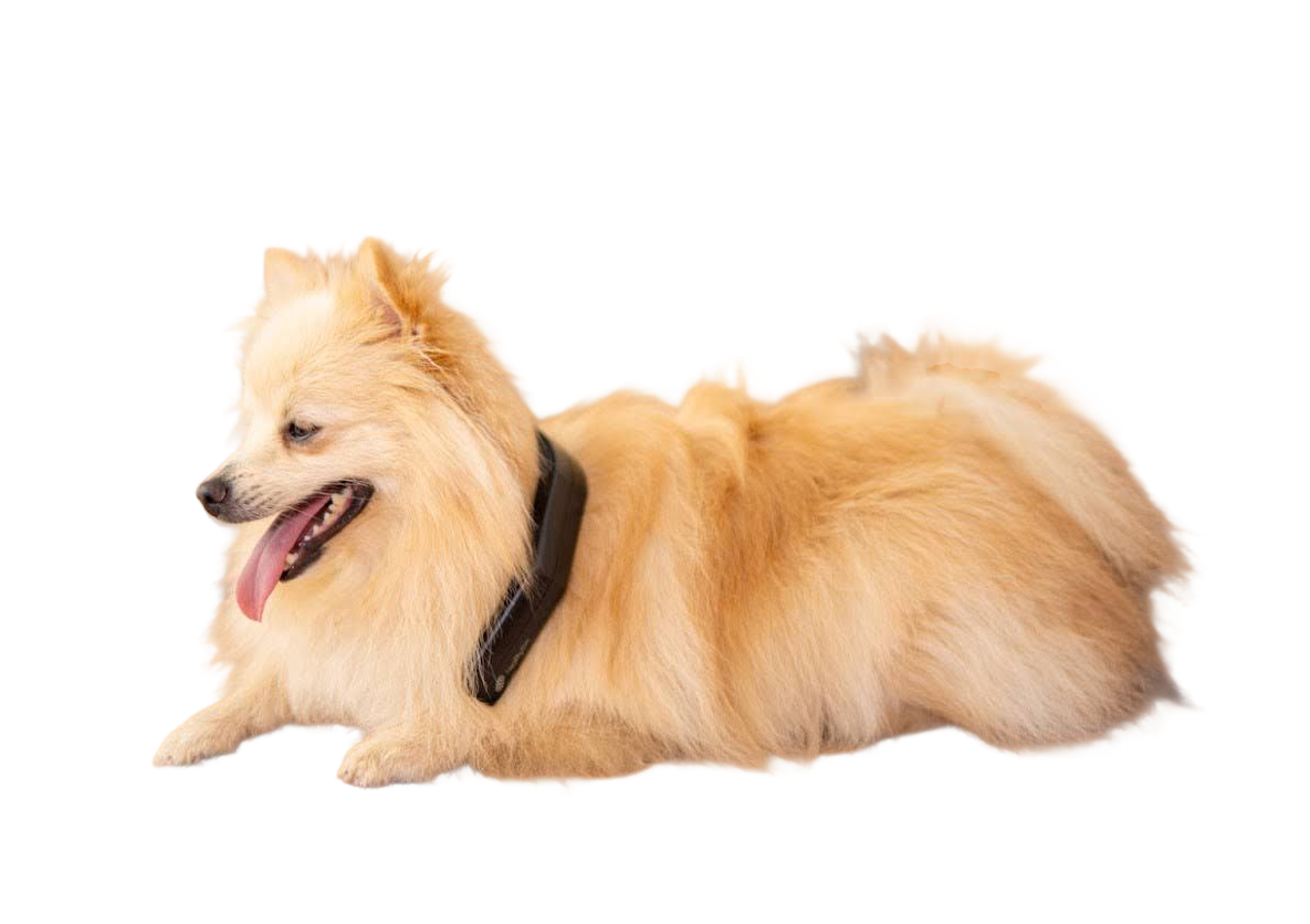 PetsPEMF PetLoop PRO